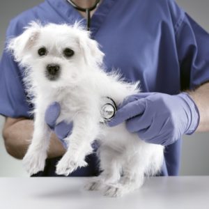 Produtos veterinários